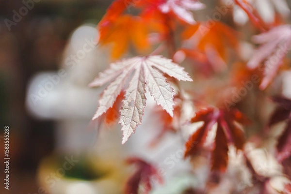 Fototapeta Red maple leaves on a tree in autumn season