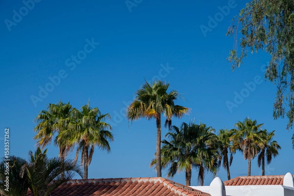 Fototapeta A row of palm trees are growing on a roof. The sky is clear and blue. The palm trees are tall and green