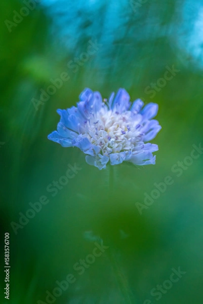 Fototapeta wild flower scabious in a meadow soft focus close up 