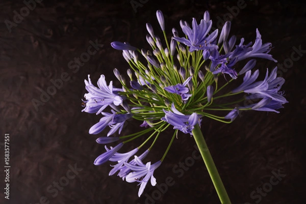 Fototapeta Fiori blu violetti di Agapanto (Agapanthus) in primo piano su fondo scuro