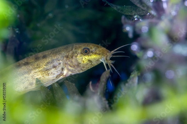 Fototapeta loach,mudfish