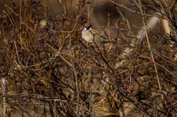 Fototapeta a sparrow