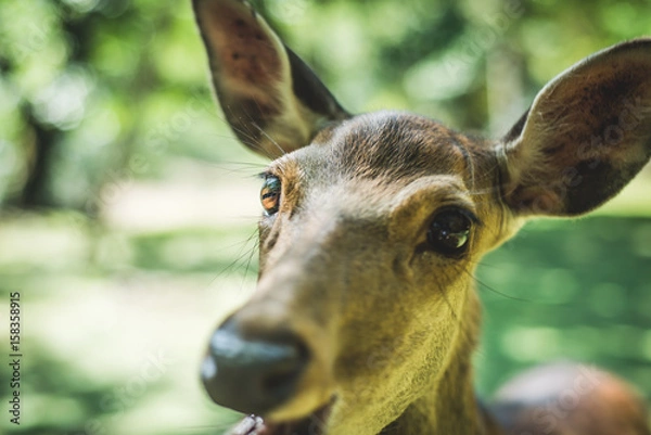 Fototapeta Deer Portrait