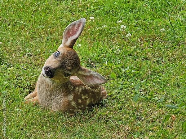 Obraz A newborn fawn in our yard