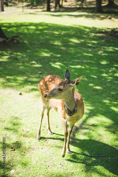 Fototapeta Deer Posing