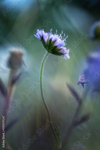 Fototapeta wild flower scabious in a meadow soft focus close up 