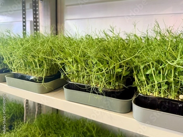 Obraz Fresh microgreens thriving in trays arranged on shelves within a controlled environment of a vertical farm, showcasing sustainable agriculture and healthy food production