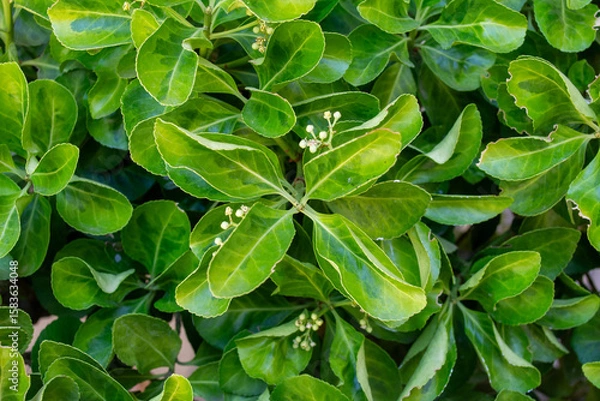 Obraz Hojas