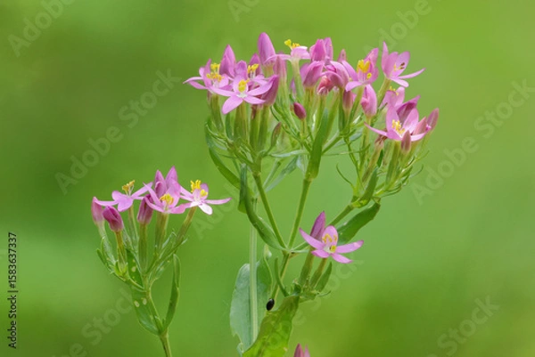 Obraz Tausendgüldenkraut