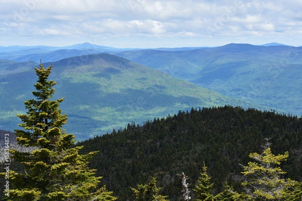 Obraz Hidden in the Trees