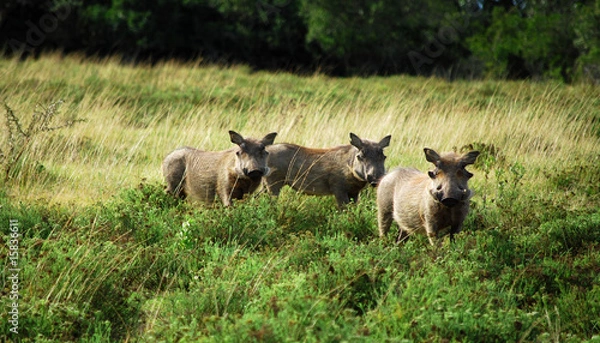 Fototapeta facocheros