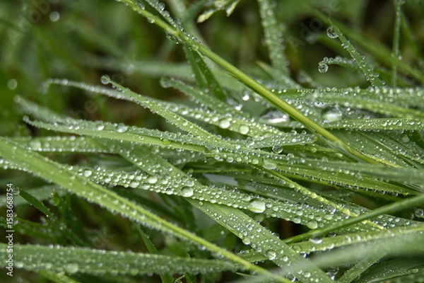 Fototapeta Morning dew on green grass, showcasing nature's beauty in a close-up view.