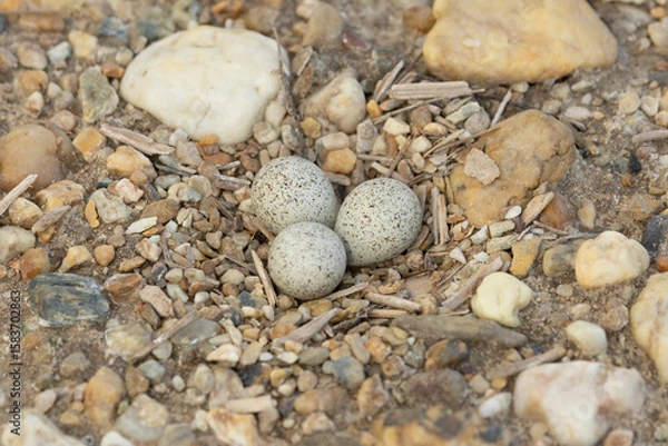 Obraz Gelege eines Flussregenpfeifers