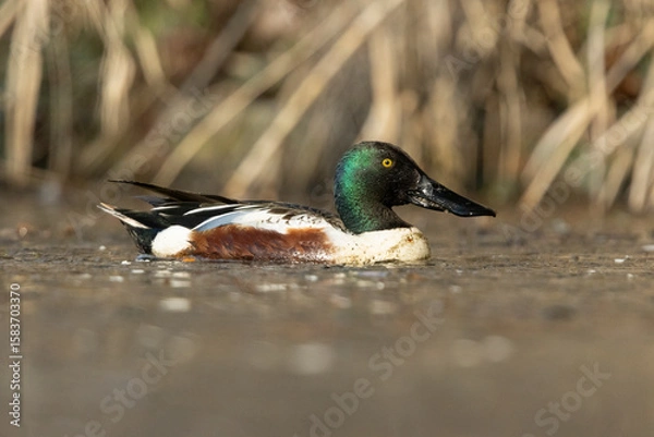 Obraz Löffelente Männchen