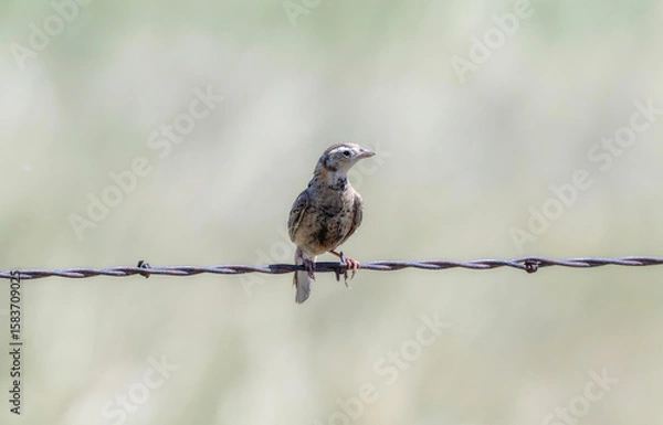 Fototapeta A juvenile Chestnut-collared Longspur (Calcarius ornatus) perched on barbed wire against a soft background