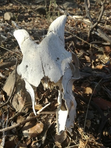 Obraz Goat skull