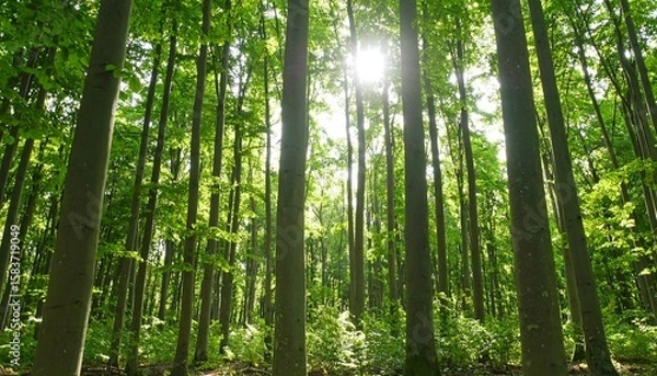 Fototapeta Sunlight filters through a dense forest