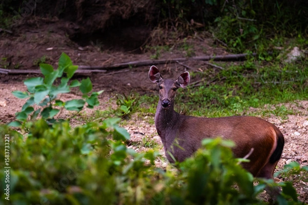 Fototapeta wild deer in forest clearing