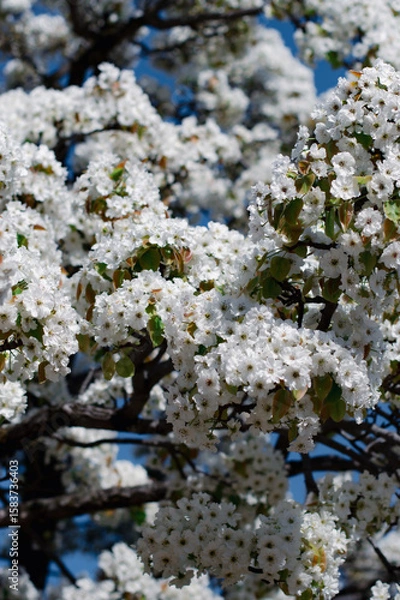 Obraz 梨の花の写真