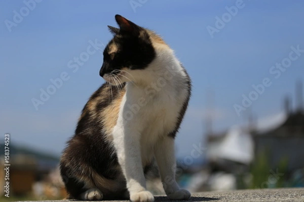 Fototapeta 三毛猫