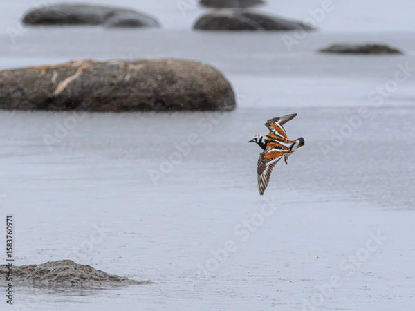 Fototapeta Ruddy turnstone in flight over coastal shallows