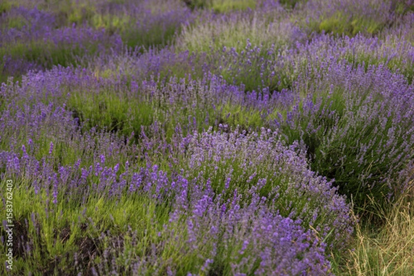 Fototapeta Organized Purple Lavender Field with Geometric Row Pattern