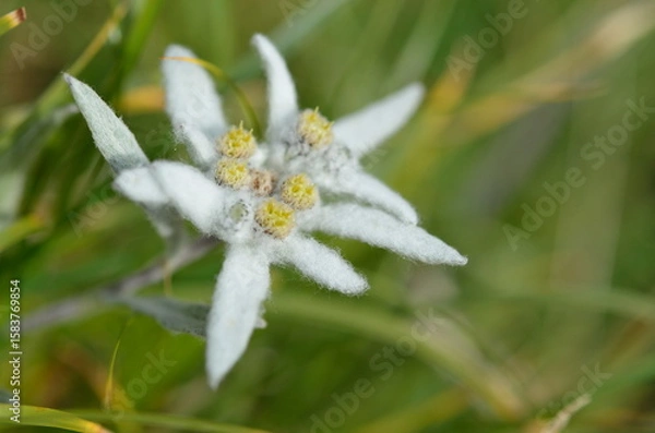 Obraz weiße Blumengöttin