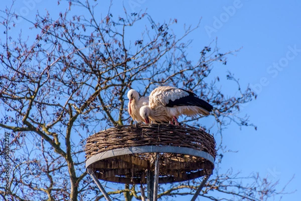 Obraz White stork on the nest