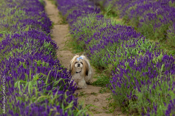 Fototapeta Shih Tzu Dog On Path Through Lavender Field