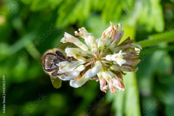 Fototapeta bee on a flower