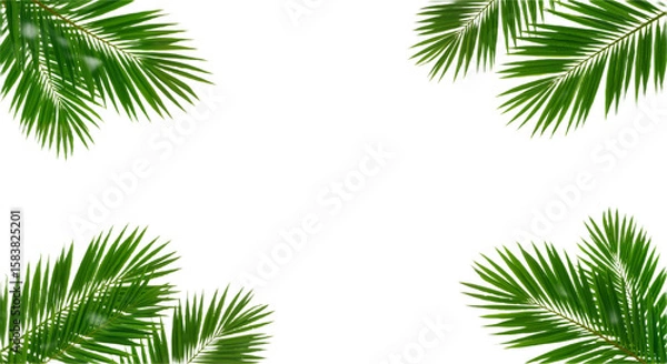 Fototapeta Tropical Harmony: Symmetrical Palm Fronds for Fresh, Professional Design

