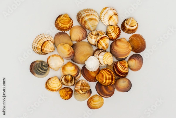 Obraz Kolorowe muszle	