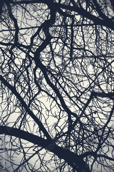 Fototapeta Branches silhouette