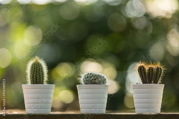 Obraz 3 mini cacti