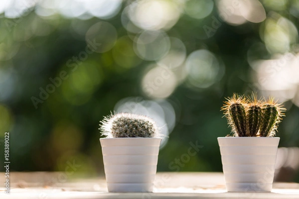 Obraz 2 mini cacti