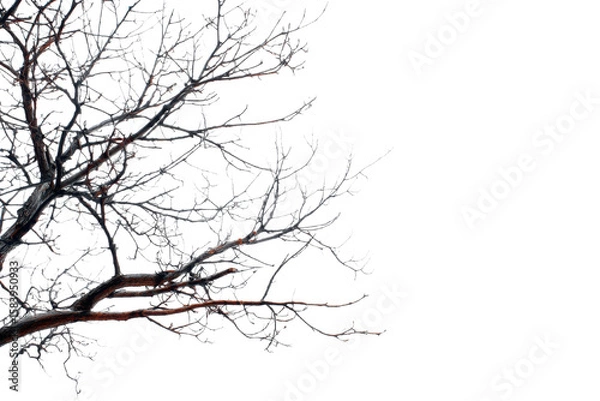 Fototapeta tree branches on a white background