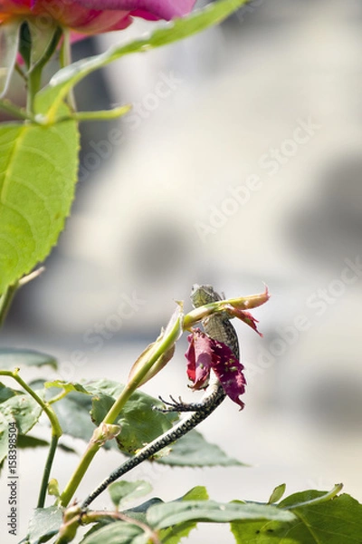 Fototapeta la lucertola arrampicatrice, si issa sopra il rametto della rosa alla ricerca di cibo.
