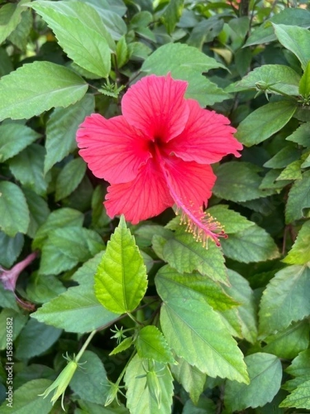 Obraz flower in full bloom