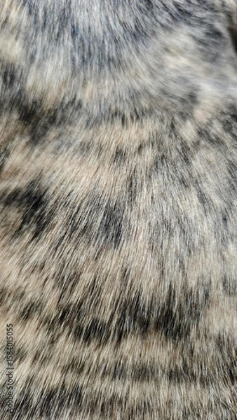 Fototapeta Close-up of brindle whippet dog  fur texture