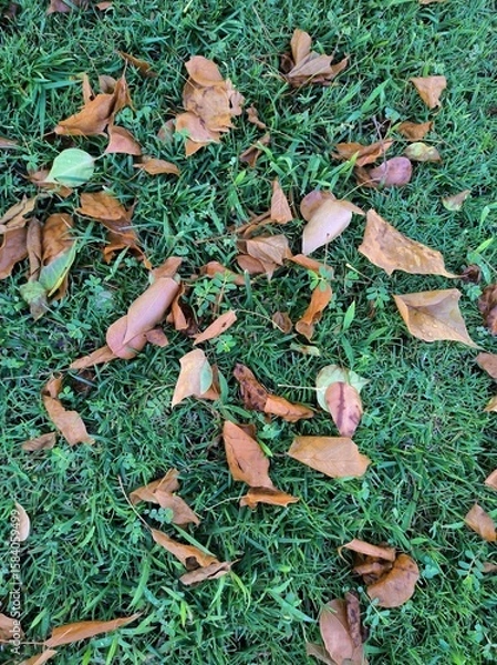 Obraz Fall leaves on the ground background