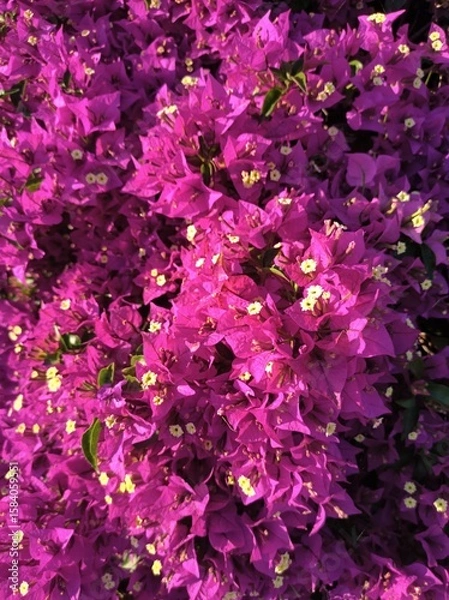 Obraz pink hydrangea flowers 