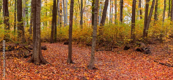 Fototapeta Panoramic view of colorful trees in autumn time at Maybury state park in Michigan.