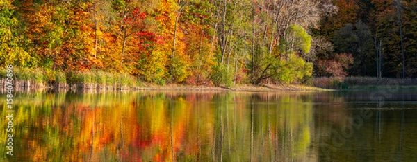 Fototapeta Bright autumn trees along the lake shore in scenic Maybury state park, Michigan lit with evening sun light.