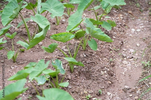 Fototapeta The taro plant is a root crop with large, dark green, heart-shaped leaves, often growing in moist soil or near water sources