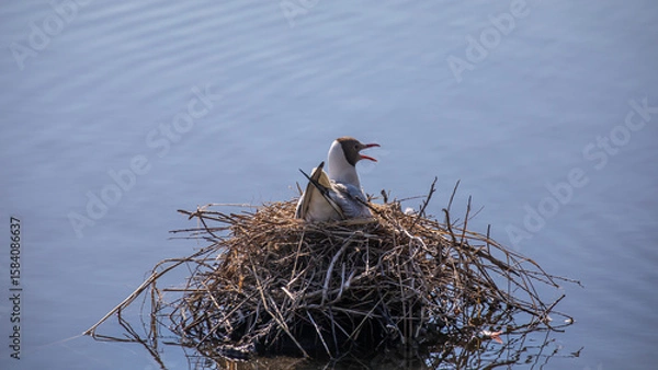 Obraz Braunkopfmöwe im Nest