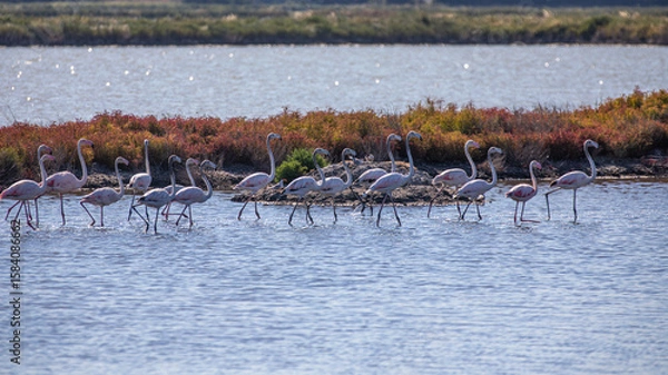 Obraz Flamingos im Wasser