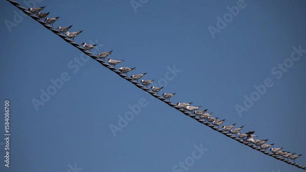 Obraz Braunkopfmöwe auf Stromleitung
