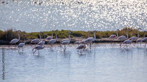 Obraz Flamingos im Wasser