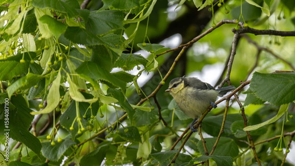 Obraz Blaumeise auf Ast