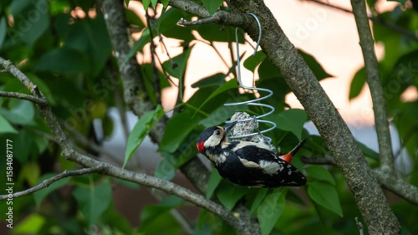 Fototapeta Buntspecht